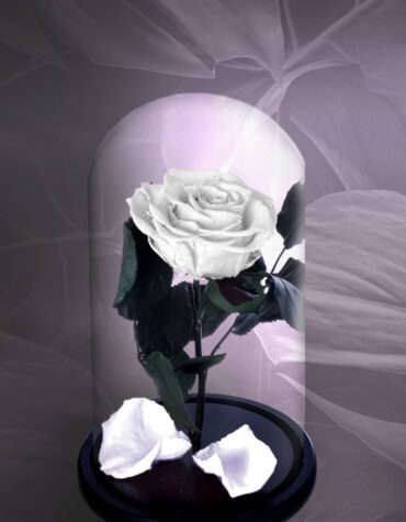 trandafir criogenat alb, trandafiri criogenati