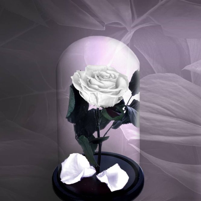 trandafir criogenat alb, trandafiri criogenati