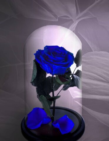 Trandafir Criogenat Albastru, trandafiri criogenati