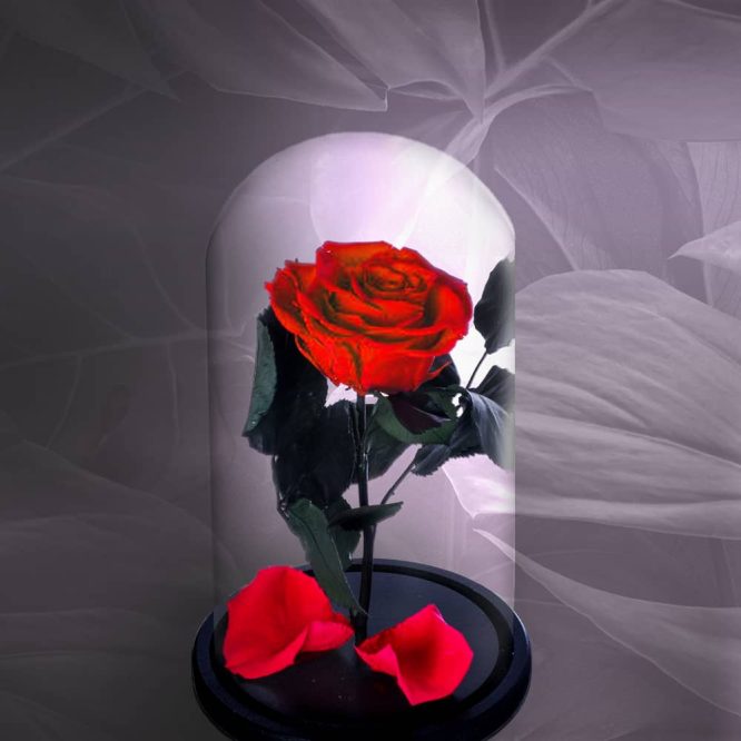 Trandafir Criogenat Rosu Deschis, Trandafiri Criogenati