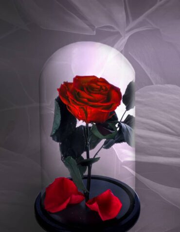 Trandafir Criogenat Rosu Inchis