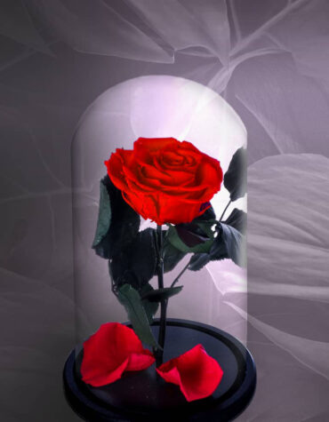 Trandafir Criogenat Rosu Deschis