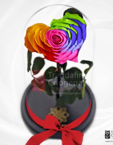 Trandafir Criogenat Inima Multicolor Rainbow Curcuberu, Trandafiri Criogenati